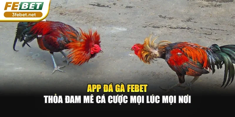 App Đá Gà FEBET - Thỏa Đam Mê Cá Cược Mọi Lúc Mọi Nơi