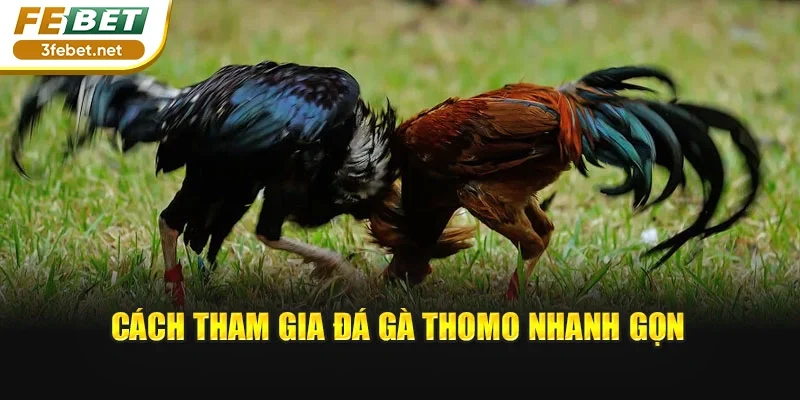 Cách tham gia đá gà Thomo nhanh gọn