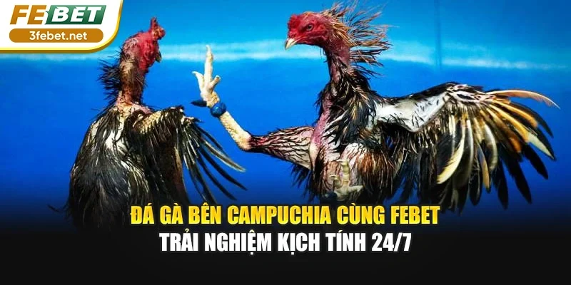 Đá Gà Bên Campuchia Cùng FEBET - Trải Nghiệm Kịch Tính 24/7