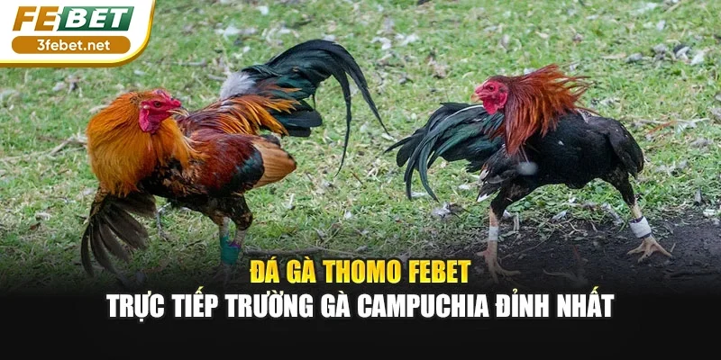 Đá Gà Thomo FEBET - Trực Tiếp Trường Gà Campuchia Đỉnh Nhất
