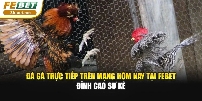 Đá Gà Trực Tiếp Trên Mạng Hôm Nay Tại FEBET - Đỉnh Cao Sư Kê