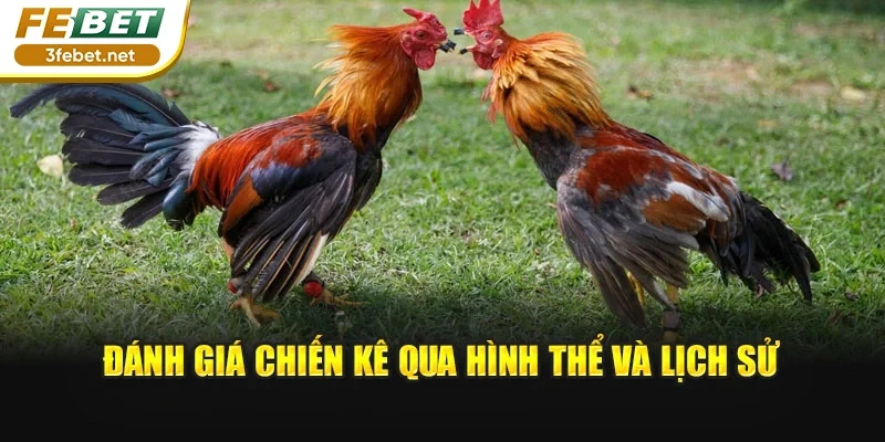 Đánh giá chiến kê qua hình thể và lịch sử