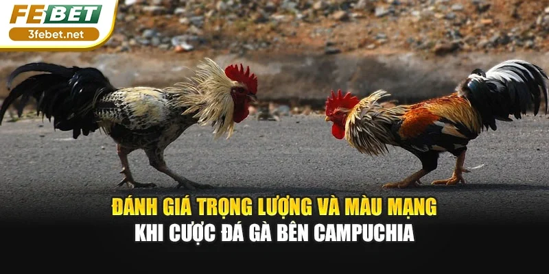 Đánh giá trọng lượng và màu mạng khi cược Đá gà bên campuchia