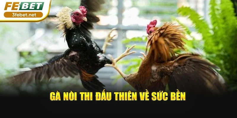 Gà nòi thi đấu thiên về sức bền