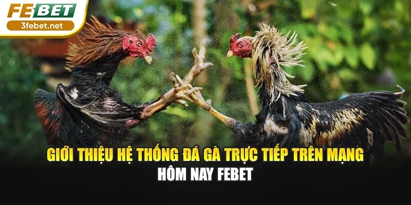 Giới thiệu hệ thống đá gà trực tiếp trên mạng hôm nay FEBET