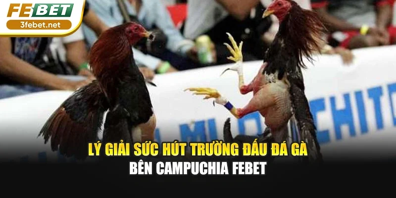 Lý giải sức hút trường đấu đá gà bên campuchia FEBET