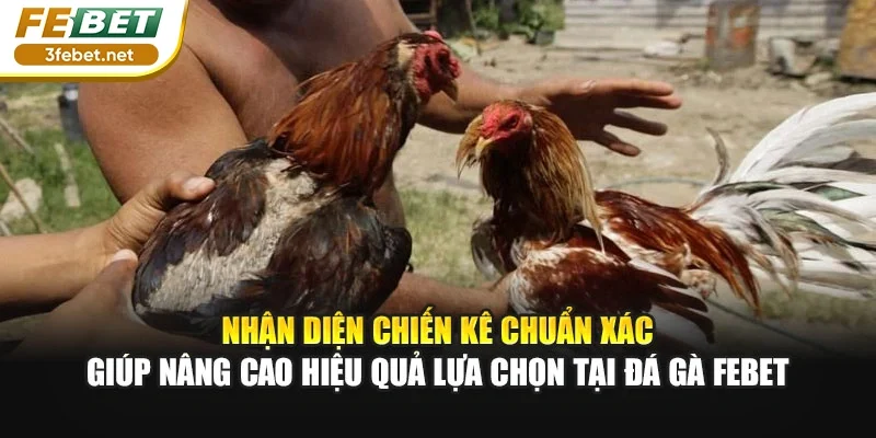 Nhận diện chiến kê chuẩn xác giúp nâng cao hiệu quả lựa chọn tại đá gà Febet