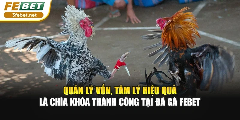 Quản lý vốn, tâm lý hiệu quả là chìa khóa thành công tại đá gà Febet