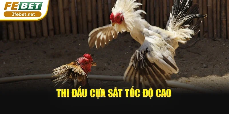 Thi đấu cựa sắt tốc độ cao
