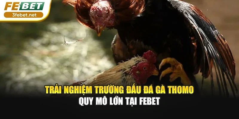 Trải nghiệm trường đấu đá gà Thomo quy mô lớn tại FEBET
